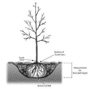 Tree Planting & Transplanting - Tree Care Tips