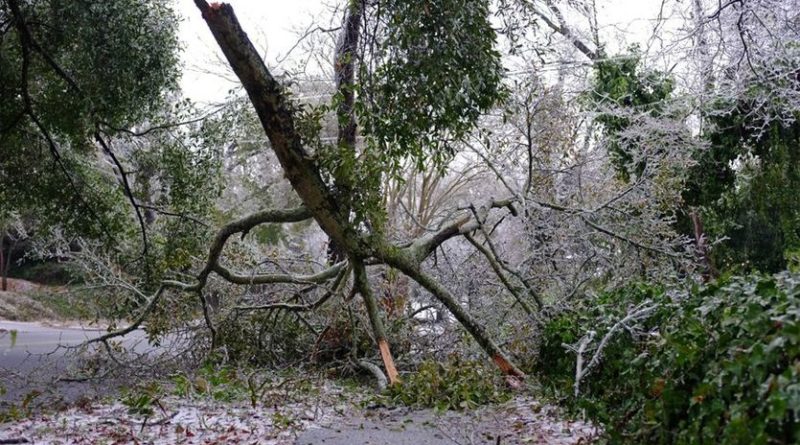 Eisenhower Tree Storm Damage