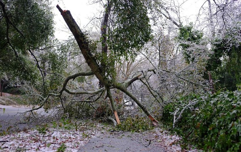 ice storm claims Augusta National's famous Eisenhower Tree