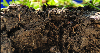Soil Dos and Don'ts