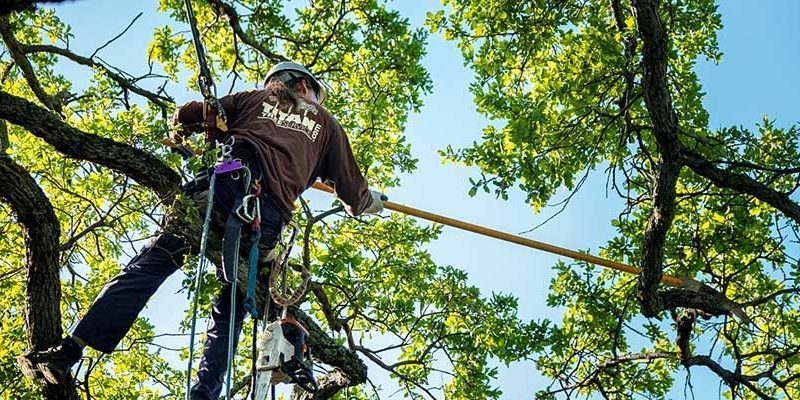 The Dos and Don’ts of pruning a tree