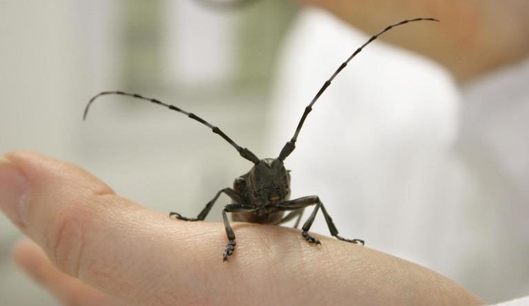 Photo of asian longhorn beetle