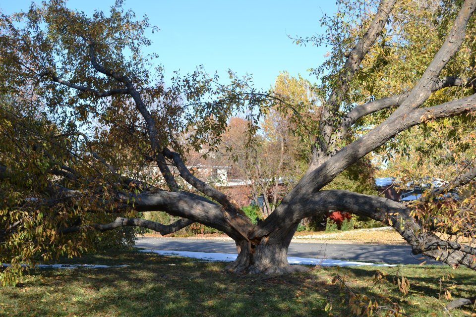 Lightning Protection Tree Care Tips