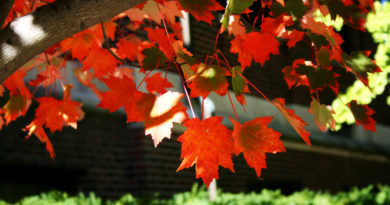 Early Fall Color Could be Sign of Tree Distress fall-leaves