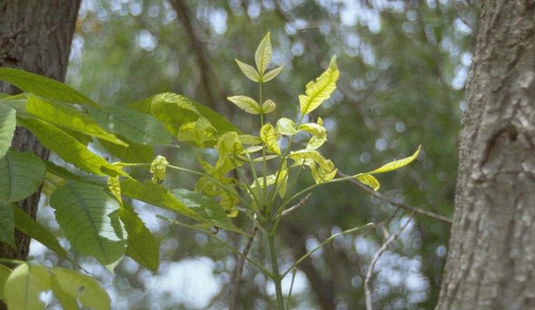 Fungus Kills Western Connecticut Ash Trees | Tree Care Tips