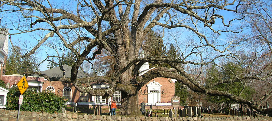 600-year-old oak tree to be removed in Basking Ridge, New Jersey - Tree ...