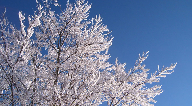 The benefits of tree maintenance during the winter months - Tree Care Tips