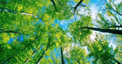 How to Identify Trees How to Identify Trees