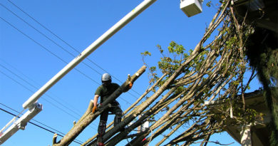 Welcome To Tree Care Tips Tree Care Tips