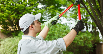 Don’t Use Climbing Spikes When Pruning Trees Don’t Use Climbing Spikes When Pruning Trees