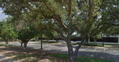 What To Do When Your Tree Is Dying what to do when your tree is dying