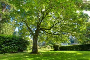 deciduous trees with high crowns provide the best shade