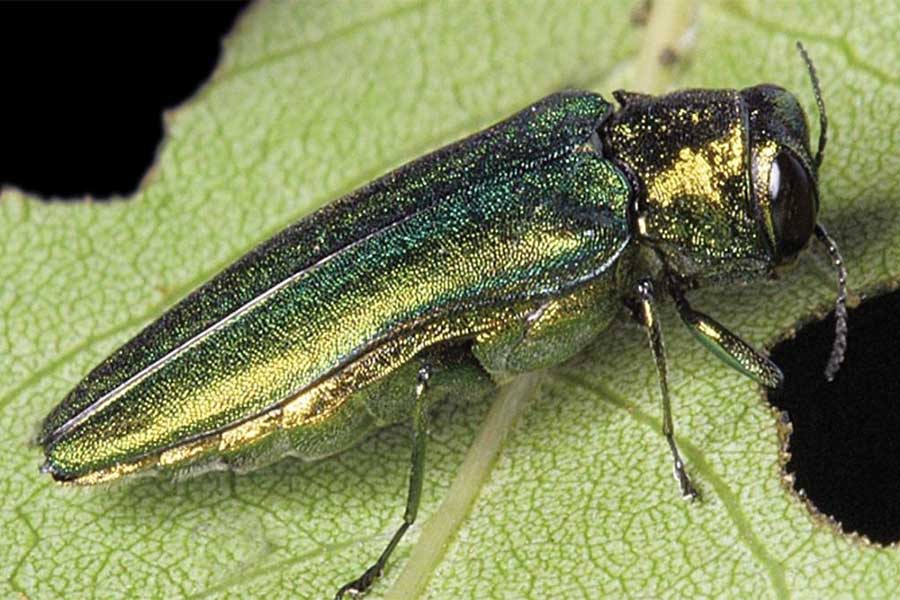 Emerald Ash Borer - Tree Care Tips