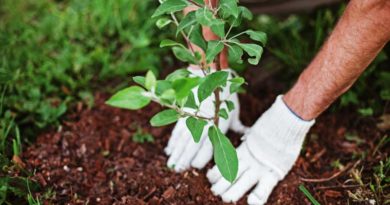 Arbor Day 2019: How are you celebrating? planting a tree