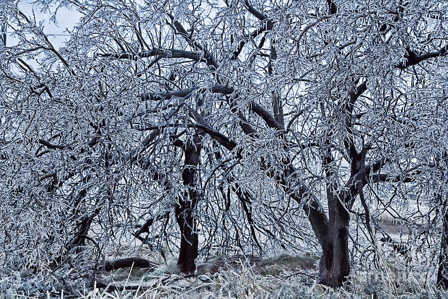 Plant Ice Resistant Trees Tree Care Tips