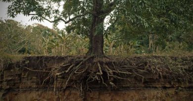 Roots and Hardscapes Roots and Hardscapes