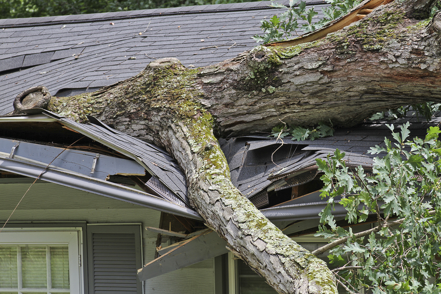 Tree care accidents When are homeowners liable? Tree Care Tips