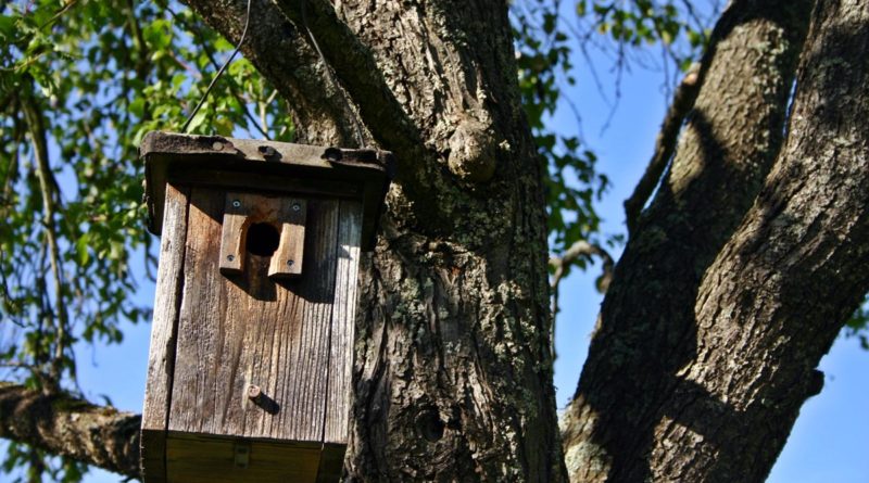 Birdhouse in a tree