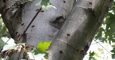 August Is Tree Check Month: Public’s Help Needed to Find the Asian Longhorned Beetle Asian Longhorned Beetle damage
