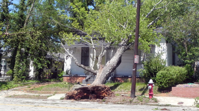 large tree fallen on house