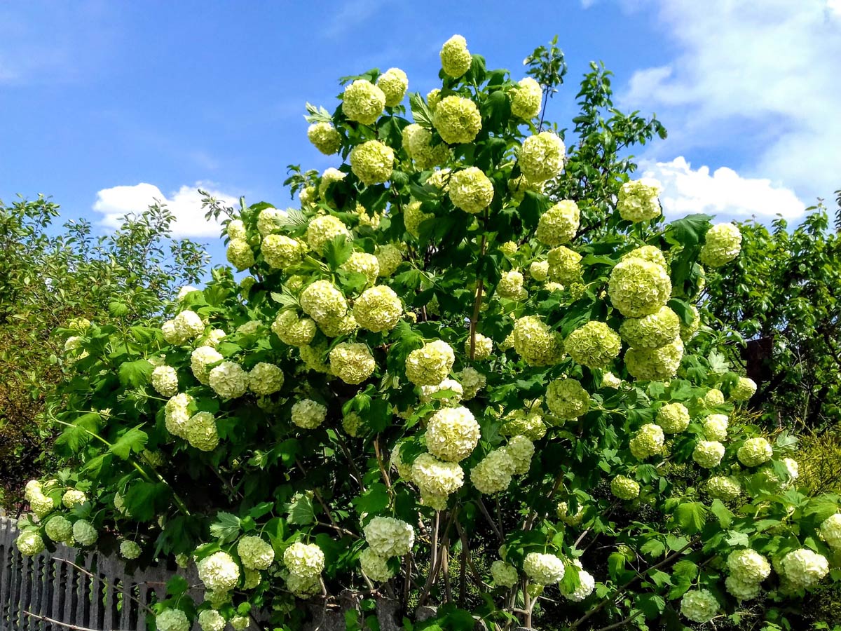 Bumble bee-friendly trees and shrubs - Tree Care Tips