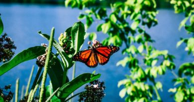 Avoiding Tree-Related Wildlife Problems: 3 Ways to Prevent Homeowner Headaches Monarch Butterfly