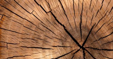 Things We Heart – January 2019 cross section of a tree