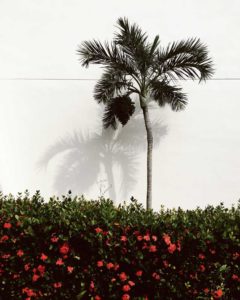 palm in a hedge