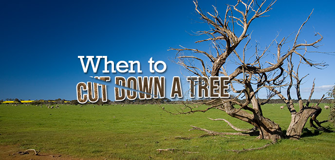 image of dead tree with text "when to cut down a tree"