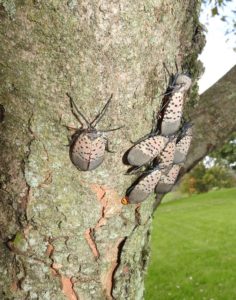 adult spotted lanternfly on tree