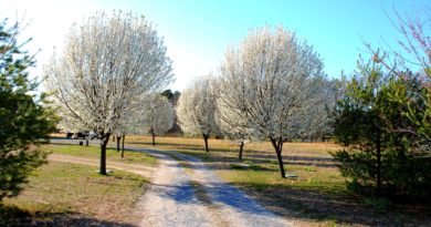 Things We Heart – February 2019 bradford pear trees lining a driveway
