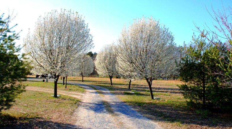 bradford pear trees lining a driveway