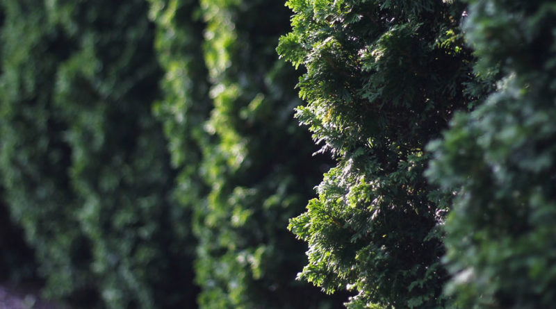 Evergreen Hedge living fence reduce winter heating bills