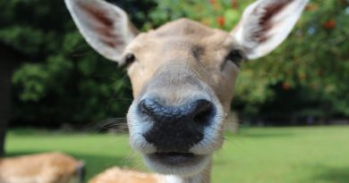 Ideas for Keeping Your Landscape Deer Free Ideas for Keeping Your Landscape Deer Free