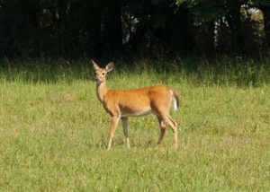 deer in a yard
