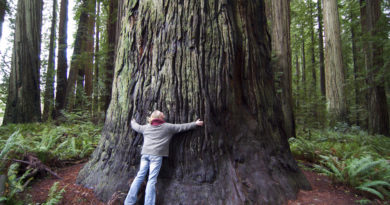 Things We Heart – April 2019 person hugging a tree Ken Housholder/Flickr
