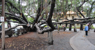 Things We Heart – June 2019 Lahaina Banyan tree