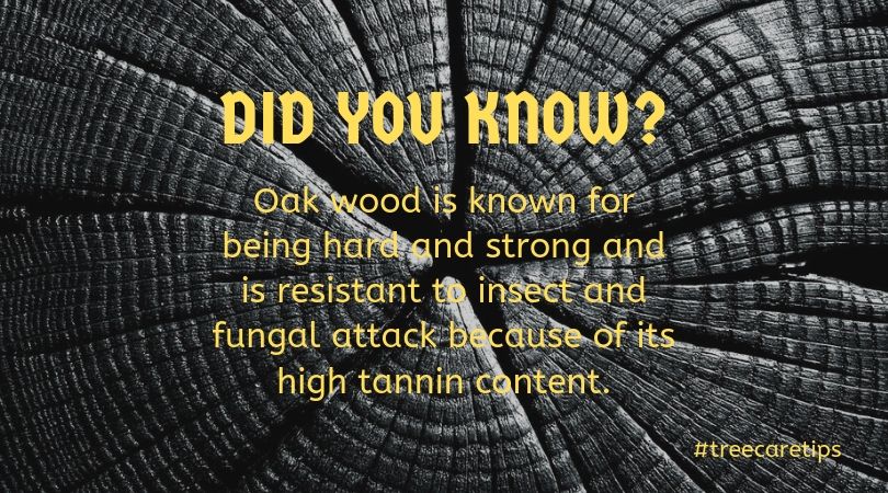 oak wood trivia