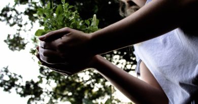 Millions of Tree Seedlings Making a Difference in Ethiopia Millions of Tree Seedlings Making a Difference in Ethiopia