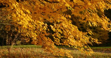Smart Use of Fall Pesticides Smart Use of Fall Pesticides