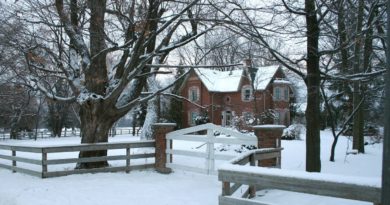 Common Pests That Plague Your Trees in the Winter Common Pests That Plague Your Trees in the Winter