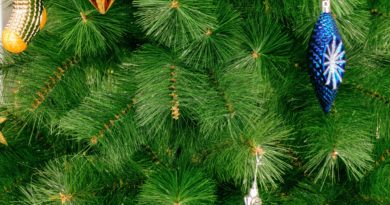 Get Your Holiday Trees Home Safely Get Your Holiday Trees Home Safely