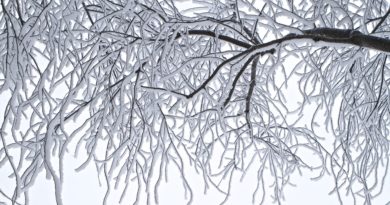 Plant Ice Resistant Trees Plant Ice Resistant Trees