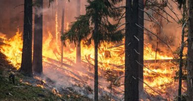 Firefighters Save Prehistoric Species of Trees in Australian Wildfire Firefighters Save Prehistoric Species of Trees in Australian Wildfire