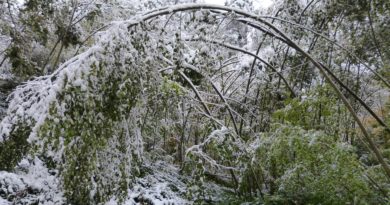 Did a Storm Damage Your Tree Did a Storm Damage Your Tree
