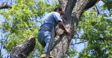 Three Reasons Homeowners Should Leave Tree Work to the Professionals Three Reasons Homeowners Should Leave Tree Work to the Professionals
