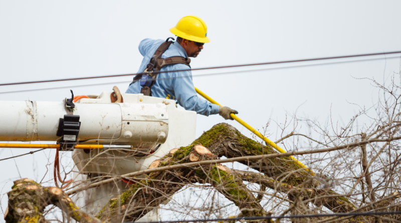 Arborist Environmental Stewardship In Vegetation Management Tree Care Tips