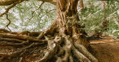 How to Correct Aggressive Tree Roots How to Correct Aggressive Tree Roots