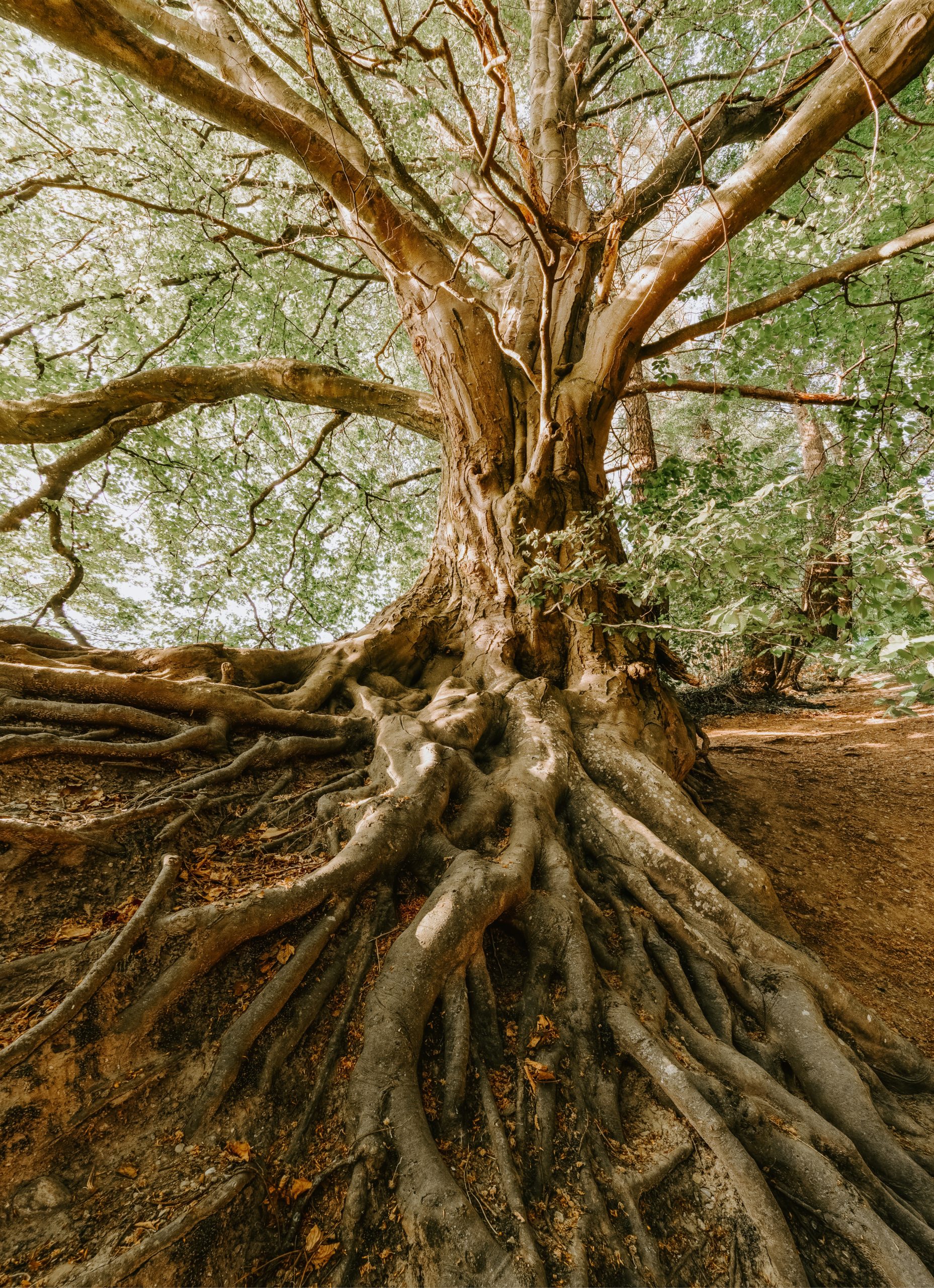 What Causes Tree Roots To Grow Above Ground