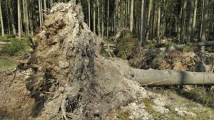 Hurricane Tree Damage